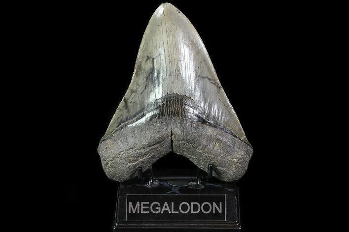 Serrated, Fossil Megalodon Tooth - Huge Tooth #82686